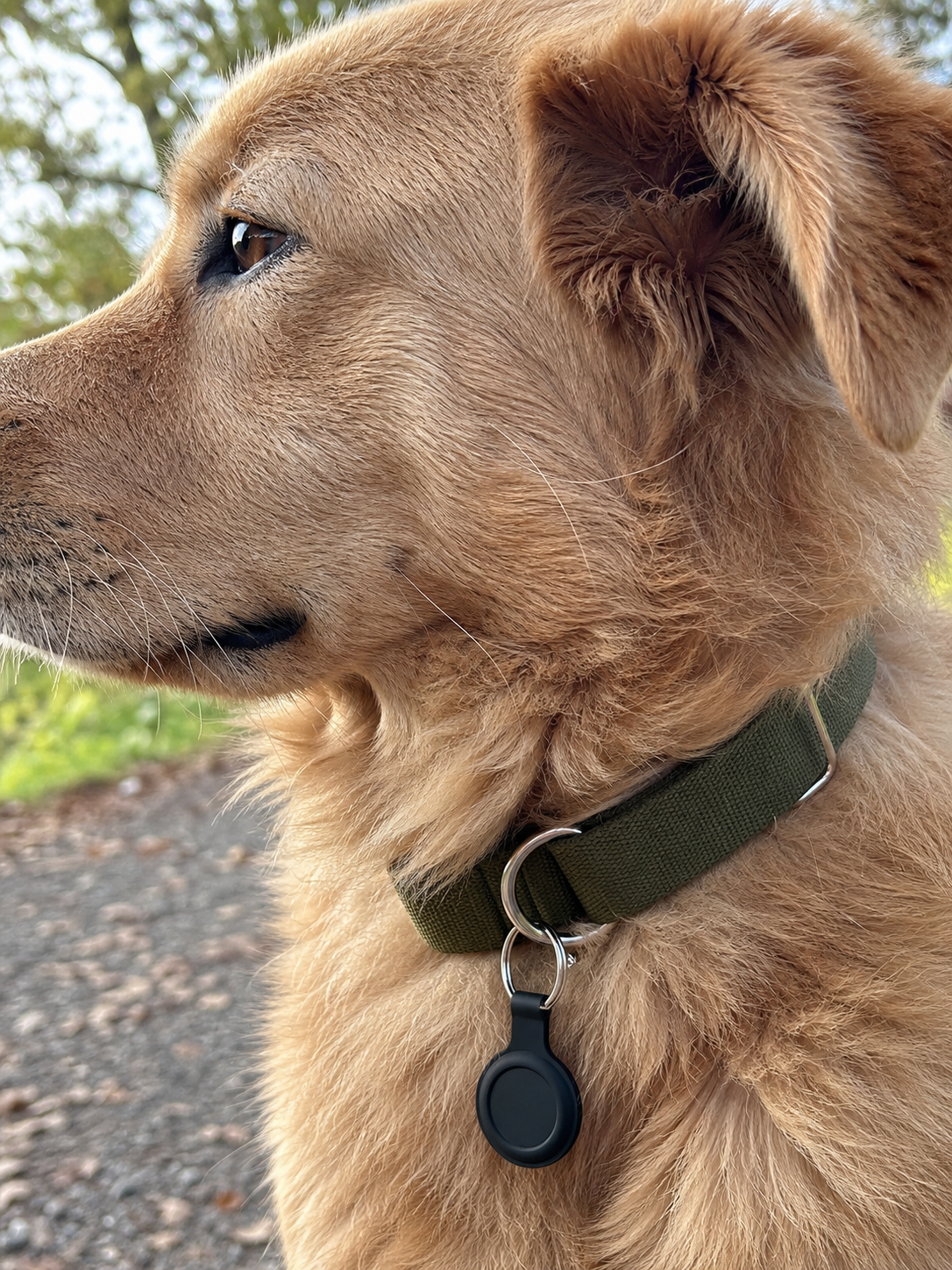 PawSafe Hunde- & Katzenfinder – smarter Ortungstracker